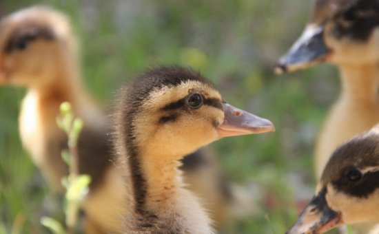 Dalyan Fotoğrafları